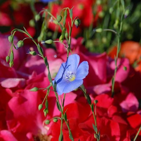 B+B Passifleur 德莱蒙 外观 照片