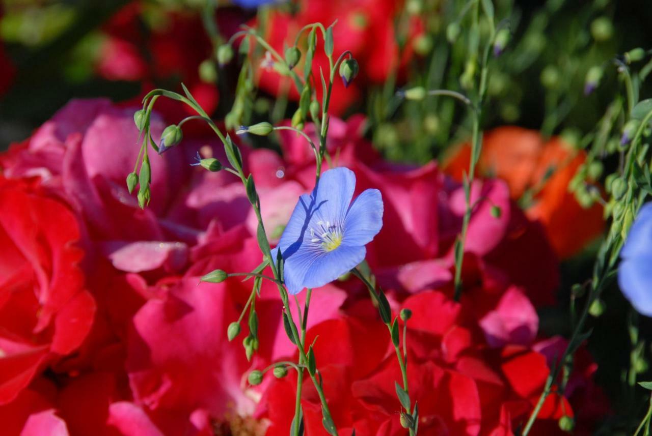 B+B Passifleur 德莱蒙 外观 照片